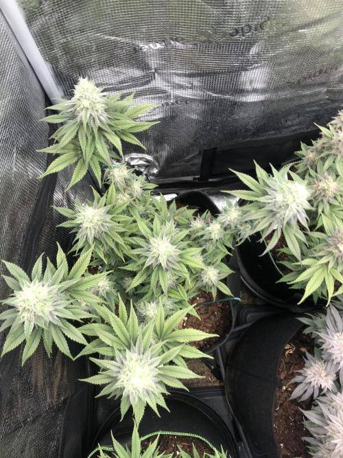 Positronics / conscious Genetik. Week 14