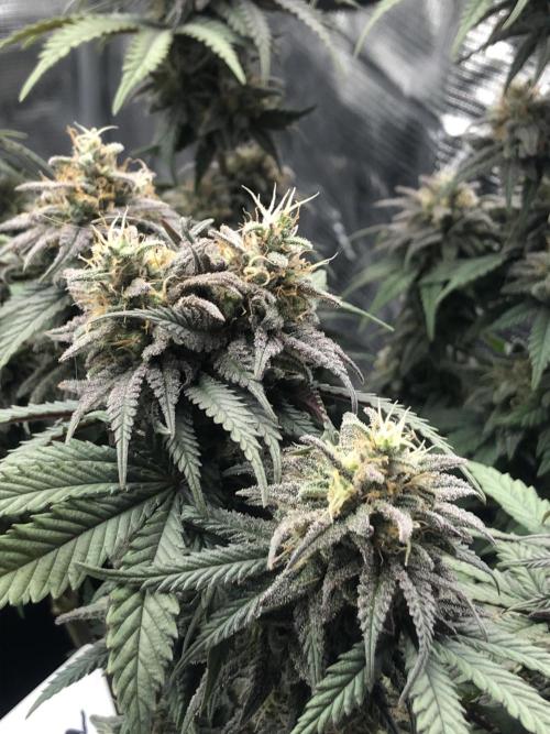 Positronics / conscious Genetik. Week 14