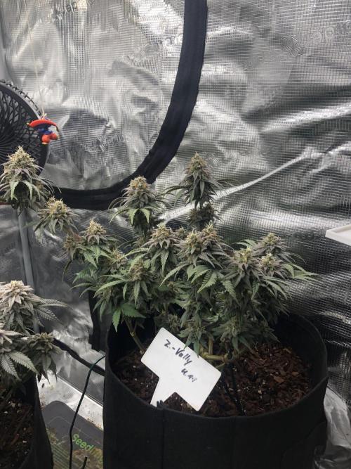 Positronics / conscious Genetik. Week 14