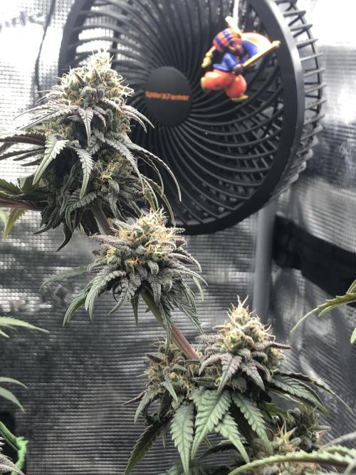 Positronics / conscious Genetik. Week 14