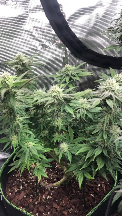 Positronics / conscious Genetik