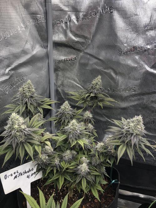 Positronics / conscious Genetik. Week 15