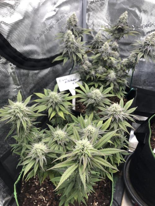 Positronics / conscious Genetik. Week 15
