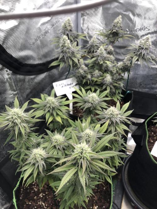 Positronics / conscious Genetik. Week 15