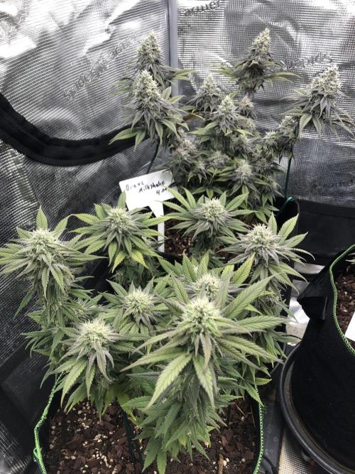 Positronics / conscious Genetik. Week 15