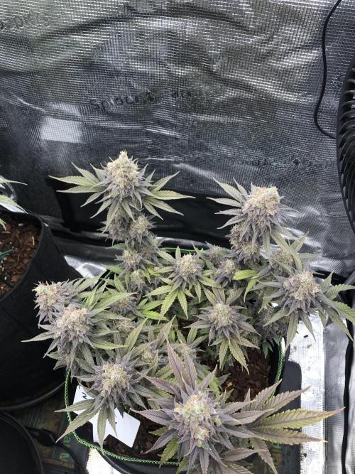 Positronics / conscious Genetik. Week 15