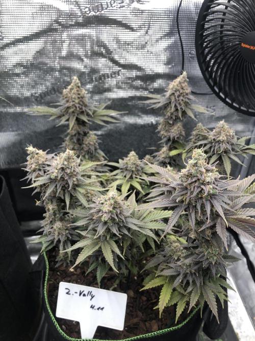 Positronics / conscious Genetik. Week 15