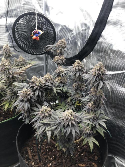 Positronics / conscious Genetik. Week 15