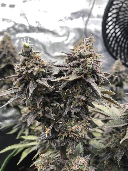 Positronics / conscious Genetik. Week 15