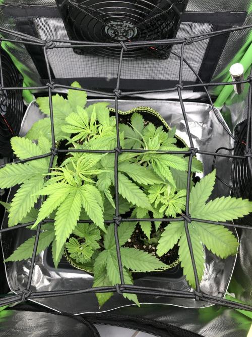 Z-RS11 - Tiny Lab Breeding. Week 3