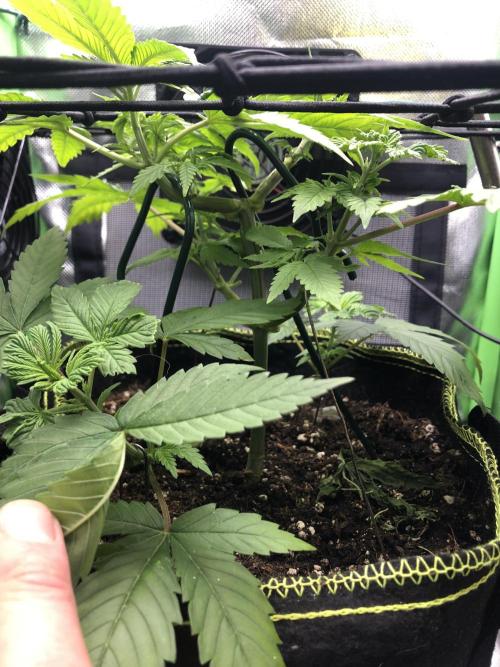 Z-RS11 - Tiny Lab Breeding. Week 3