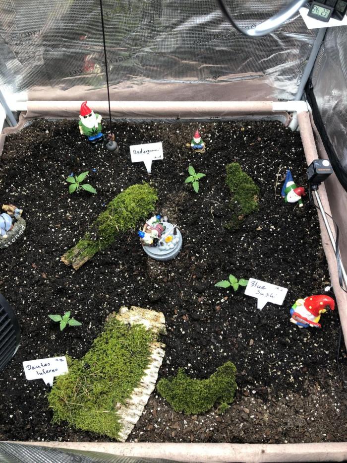 LivingRootsPro/Panova25. Week 1