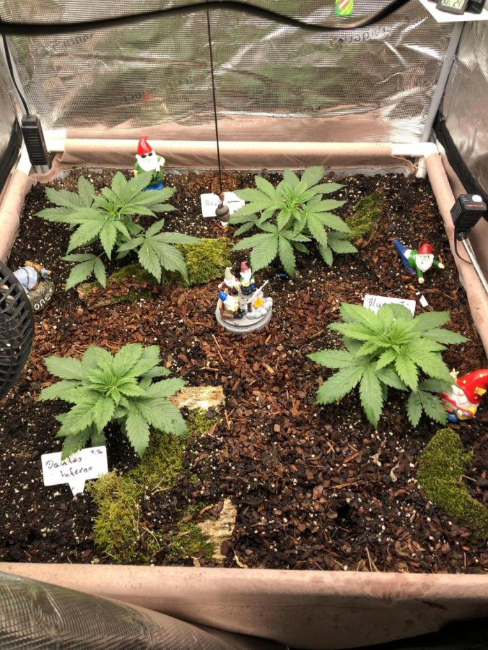 LivingRootsPro/Panova25. Week 3