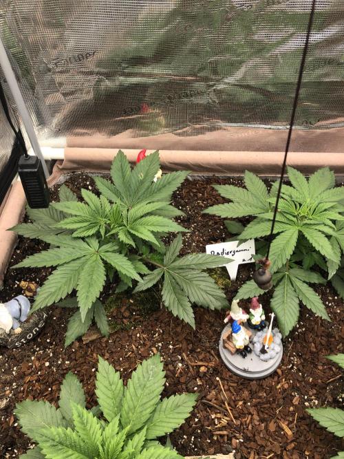 LivingRootsPro/Panova25. Week 4