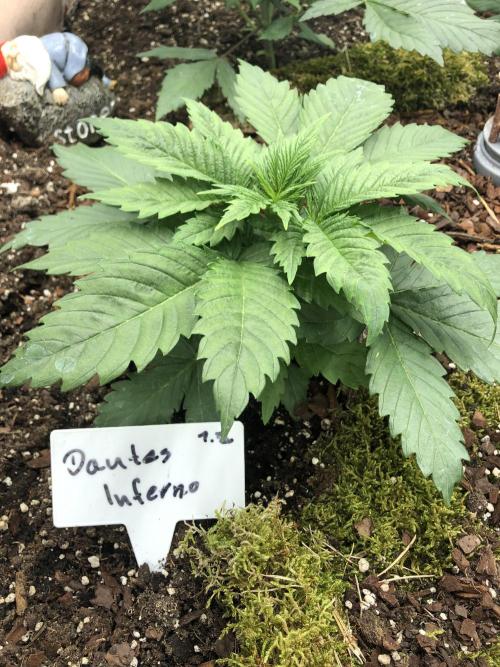 LivingRootsPro/Panova25. Week 4