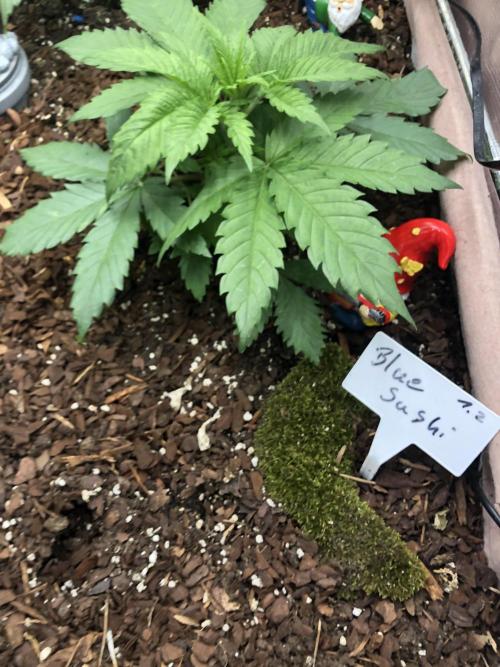 LivingRootsPro/Panova25. Week 4