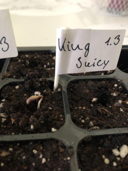 Research - impact. Week 0