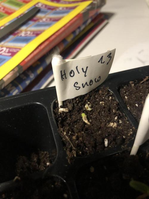 Research- impact. Week 0