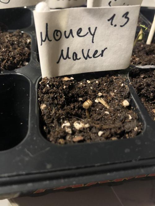 Research - impact. Week 0