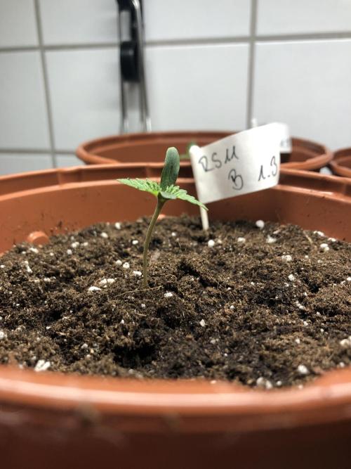 Ganja Farmer RS11 B. Week 1