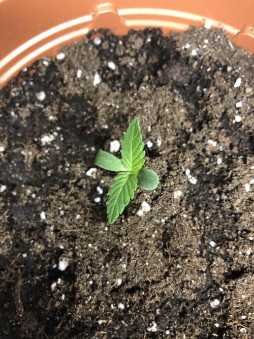 Ganja Farmer RS11 C. Week 1 -  