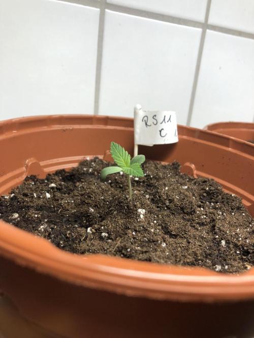 Ganja Farmer RS11 C. Week 1