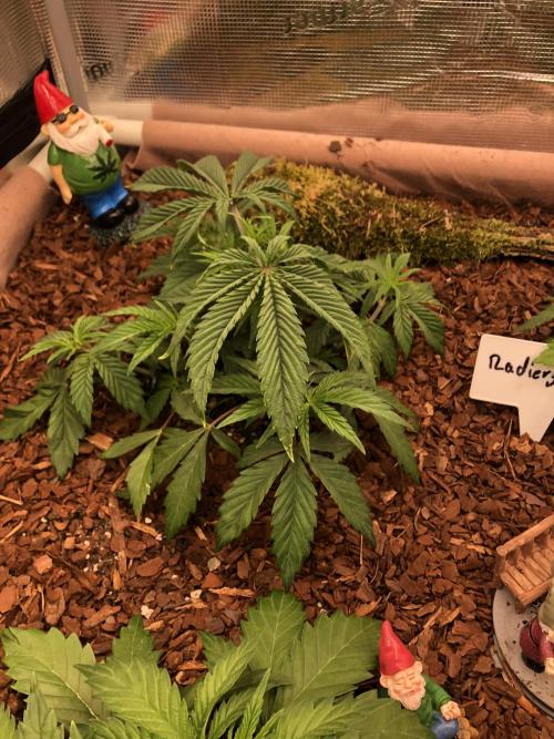LivingRootsPro/Panova25. Week 5