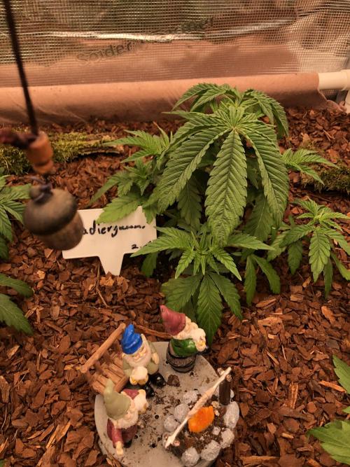 LivingRootsPro/Panova25. Week 5