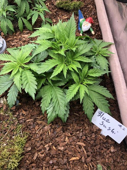 LivingRootsPro/Panova25. Week 5