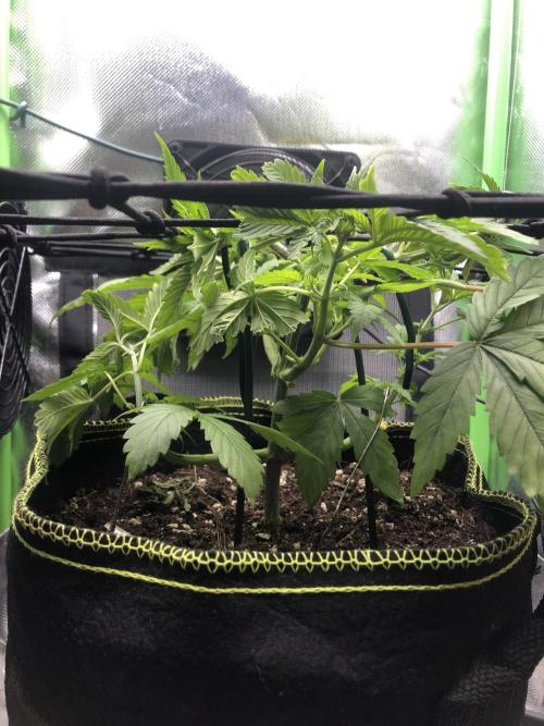 Z-RS11 - Tiny Lab Breeding. Week 6