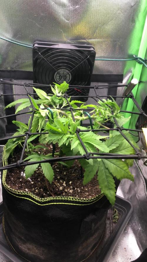 Z-RS11 - Tiny Lab Breeding