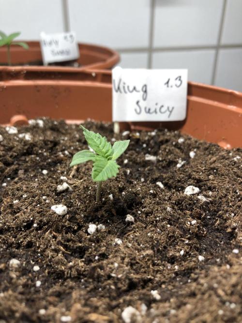 Research - impact. Week 1