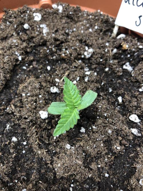 Research - impact. Week 1