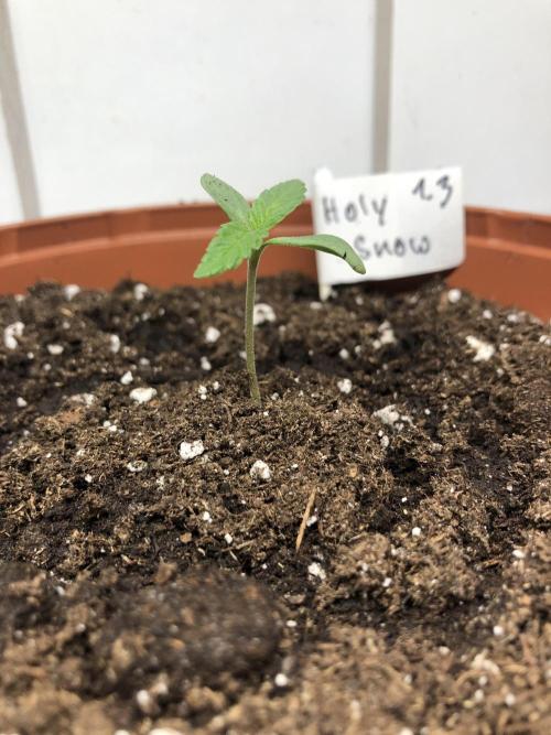 Research- impact. Week 1