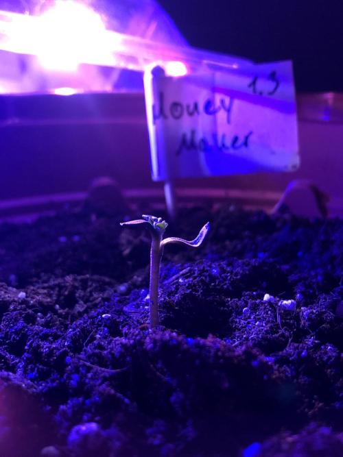 Research - impact. Week 1