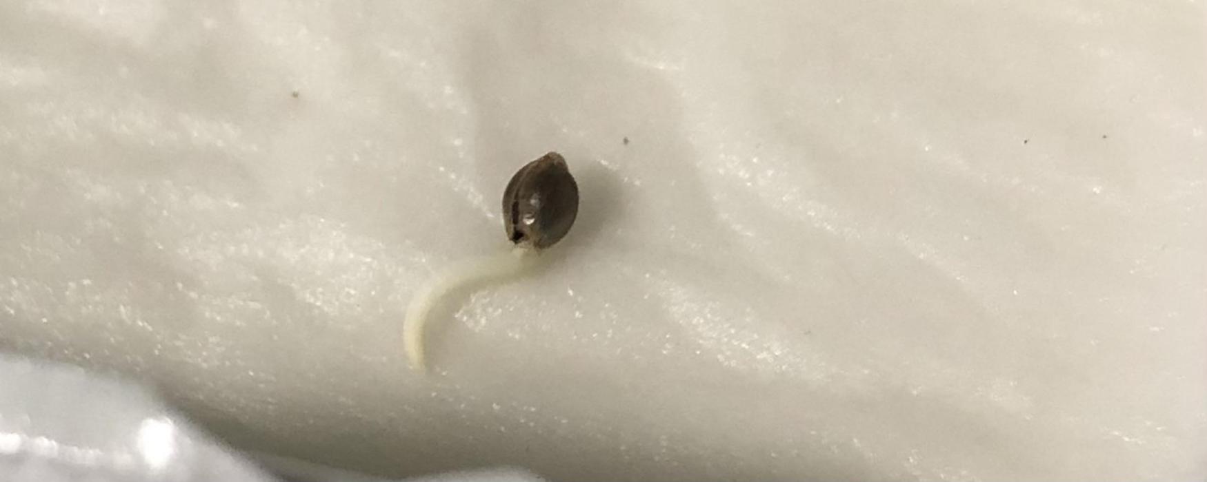 Seed Supplier Project. Week 0
