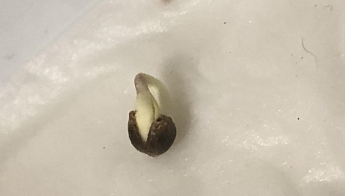 Seed Supplier Project. Week 0