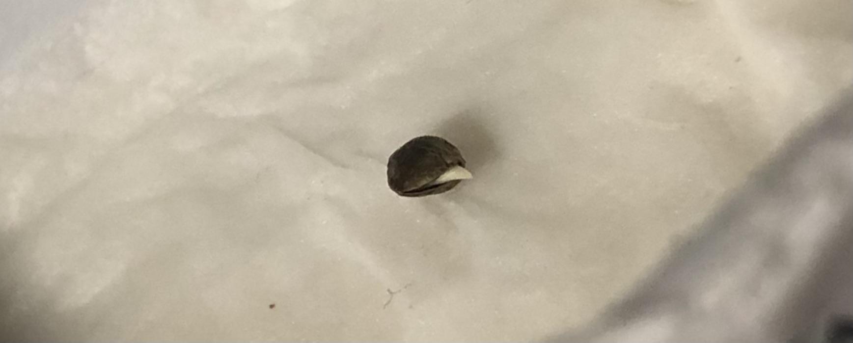 Seed Supplier Project. Week 0