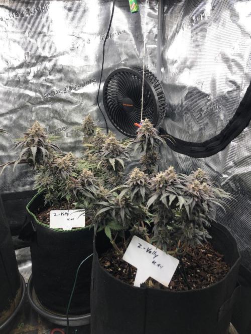 Positronics / conscious Genetik. Week 16