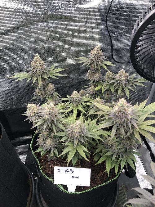 Positronics / conscious Genetik. Week 16