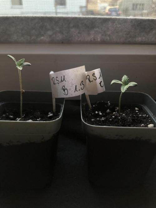Positronics / conscious Genetik. Week 16