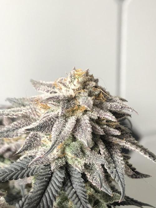 Positronics / conscious Genetik. Week 16