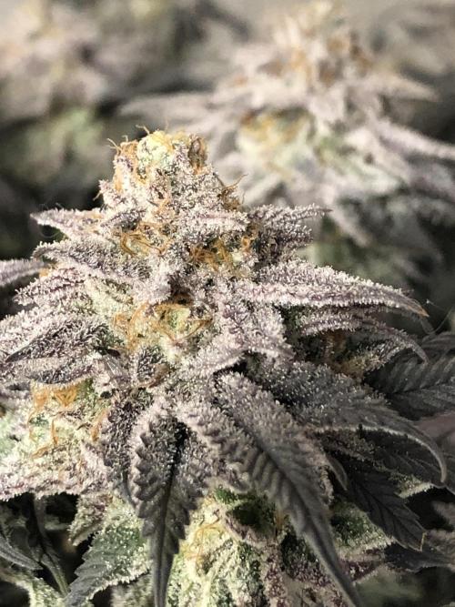 Positronics / conscious Genetik. Week 16