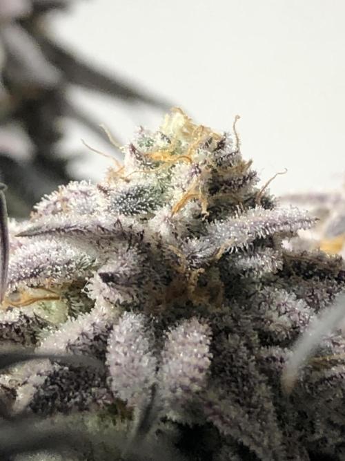 Positronics / conscious Genetik. Week 16