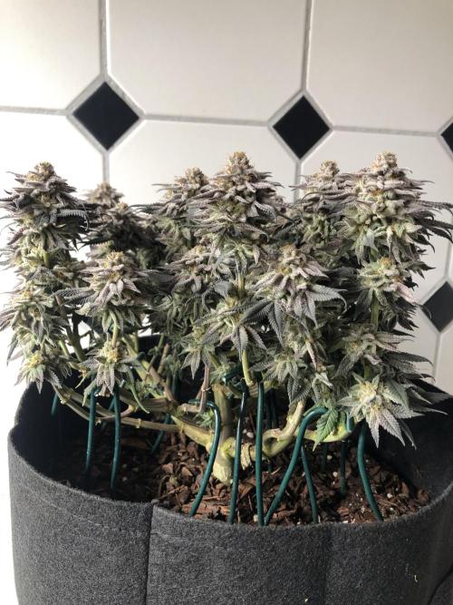 Positronics / conscious Genetik. Week 16