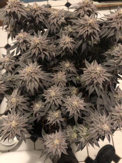 Positronics / conscious Genetik. Week 16