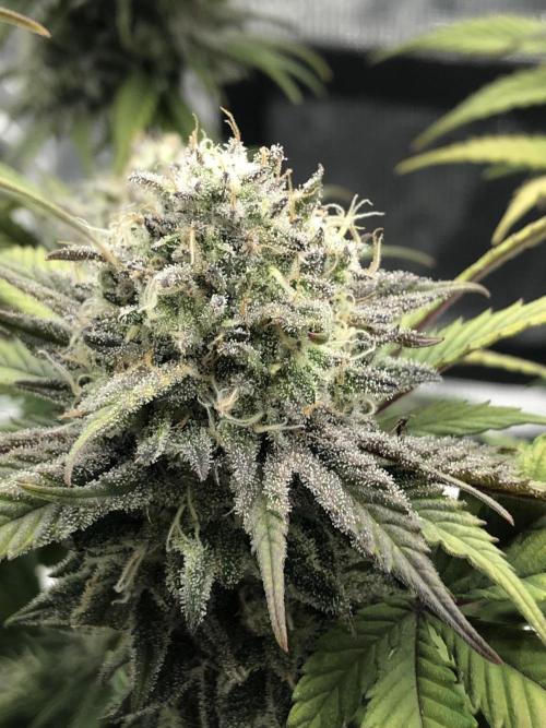 Positronics / conscious Genetik. Week 22