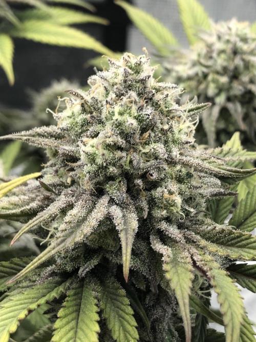 Positronics / conscious Genetik. Week 22