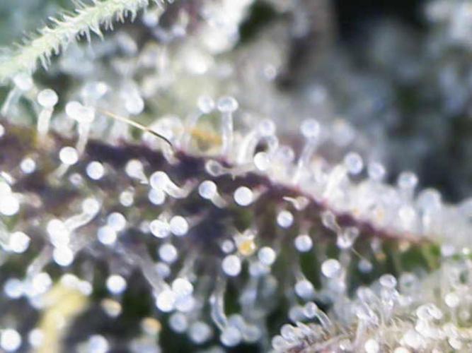 Positronics / conscious Genetik. Week 22