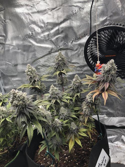 Positronics / conscious Genetik. Week 22